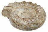 Jurassic Ammonite (Kranosphinctes?) Fossil - Madagascar #212389-2